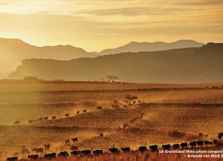 Geïntegreerde gewas- en aangeplante weiding-gebaseerde lewendehawe-produksiestelsels – Deel 1: Inleiding