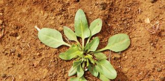 Beheer van onkruide in mielies en koring – Deel 1: Kaapse dubbeltjie (Devil’s thorn)