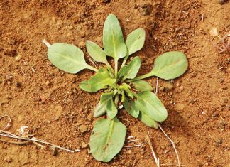 Beheer van onkruide in mielies en koring – Deel 1: Kaapse dubbeltjie (Devil’s thorn)
