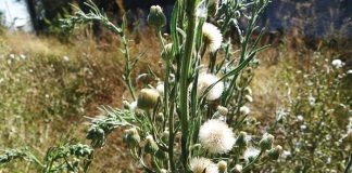 Beheer van onkruide in mielies en koring – Deel 10: Skraalhans (Fleabane)