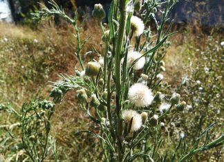 Beheer van onkruide in mielies en koring – Deel 10: Skraalhans (Fleabane)