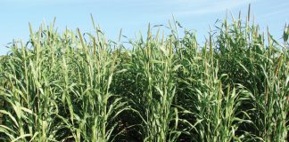 Geïntegreerde gewas- en aangeplante weiding-gebaseerde lewendehawe-produksiestelsels – Deel 10: Babala (Pennisetum glacun)