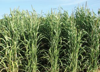 Geïntegreerde gewas- en aangeplante weiding-gebaseerde lewendehawe-produksiestelsels – Deel 10: Babala (Pennisetum glacun)