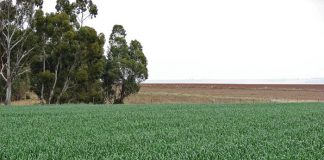 Geïntegreerde gewas- en aangeplante weiding-gebaseerde lewendehawe-produksiestelsels – Deel 11: Voersorghum (Sorghum spp.)