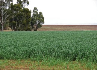 Geïntegreerde gewas- en aangeplante weiding-gebaseerde lewendehawe-produksiestelsels – Deel 11: Voersorghum (Sorghum spp.)