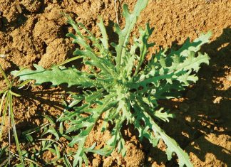 Beheer van onkruide in mielies en koring – Deel 11: Radiatorbossie