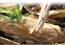 Die raaisel van plantdiepte ondersoek