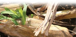 Die raaisel van plantdiepte ondersoek