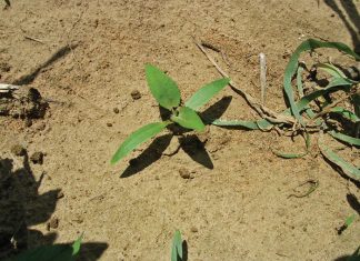 Control of weeds in maize and wheat – Part 12: Cocklebur