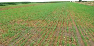 Geïntegreerde gewas- en aangeplante weiding-gebaseerde lewendehawe-produksiestelsels – Deel 12: Hawer (Avena sativa)