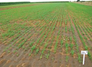 Geïntegreerde gewas- en aangeplante weiding-gebaseerde lewendehawe-produksiestelsels – Deel 12: Hawer (Avena sativa)