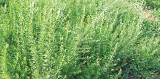 Geïntegreerde gewas- en aangeplante weiding-gebaseerde lewendehawe-produksiestelsels – Deel 13: Armmanslusern (Lespedeza cuneata)