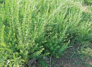 Integrated crop and pasture-based livestock production systems – Part 13: Poor man’s lucerne (Lespedeza cuneata)