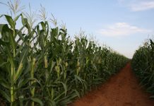 Klimaatverwagtings vir die vroeë winter