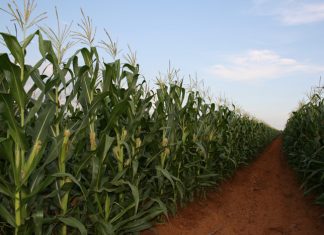 Rywydtes by mielie-produksie onder die loep