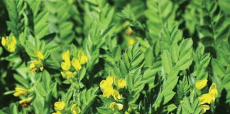Geïntegreerde gewas- en aangeplante weiding-gebaseerde lewendehawe-produksiestelsels – Deel 14: Serradella (Ornithopus species)