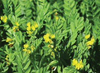 Integrated crop and pasture-based livestock production systems – Part 14: Seradella (Ornithopus species)