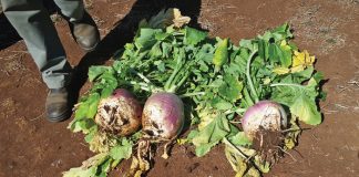 Geïntegreerde gewas- en aangeplante weiding-gebaseerde lewendehawe-produksiestelsels – Deel 15: Radys (Raphanus sativus)