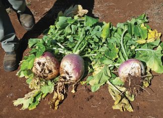 Integrated crop and pasture-based livestock production systems – Part 15: Radish (Raphanus sativus)