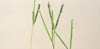 Geïntegreerde gewas- en aangeplante weiding-gebaseerde lewendehawe-produksiestelsels – Deel 16: Bahiagras (Paspalum notatum)