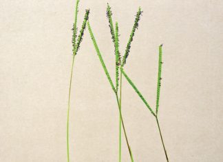 Geïntegreerde gewas- en aangeplante weiding-gebaseerde lewendehawe-produksiestelsels – Deel 16: Bahiagras (Paspalum notatum)
