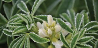 Geïntegreerde gewas- en aangeplante weiding-gebaseerde lewendehawe-produksiestelsels – Deel 17: Lupines (Lupinus spp.)