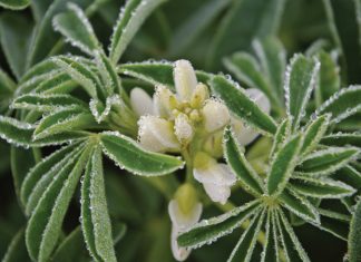 Integrated crop and pasture-based livestock production systems – Part 17: Lupines (Lupinus spp.)