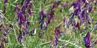 Geïntegreerde gewas- en aangeplanteweiding-gebaseerde lewendehawe-produksiestelsels – Deel 18: Wieke (Vicia spp.)