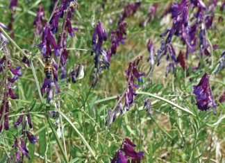 Geïntegreerde gewas- en aangeplanteweiding-gebaseerde lewendehawe-produksiestelsels – Deel 18: Wieke (Vicia spp.)