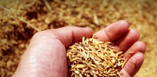 Insect rearing on artificial diets