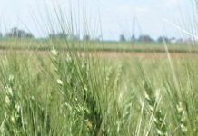 A look at Pythium root rot of wheat and barley