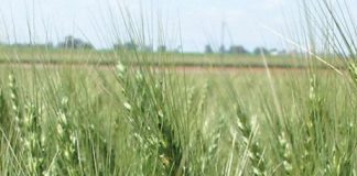 A look at Pythium root rot of wheat and barley