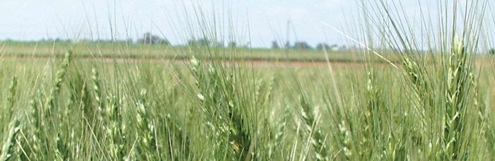 A look at Pythium root rot of wheat and barley