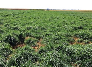 Geïntegreerde gewas- en aangeplanteweiding-gebaseerde lewendehawe-produksiestelsels – Deel 19: Stoelrog (Secale cereale L.)