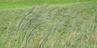 Geïntegreerde gewas- en aangeplante weiding-gebaseerde lewendehawe-produksiestelsels – Deel 2: Oulandsgras (Eragrostis curvula)