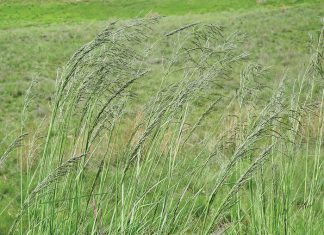 Geïntegreerde gewas- en aangeplante weiding-gebaseerde lewendehawe-produksiestelsels – Deel 2: Oulandsgras (Eragrostis curvula)