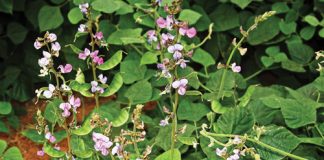 Geïntegreerde gewas- en aangeplanteweiding-gebaseerde lewendehawe-produksiestelsels – Deel 20: Lablab (Lablab purpureus L., Dolichos lablab L.)