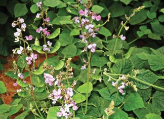 Geïntegreerde gewas- en aangeplanteweiding-gebaseerde lewendehawe-produksiestelsels – Deel 20: Lablab (Lablab purpureus L., Dolichos lablab L.)