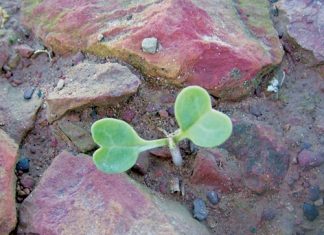 Optimaliseer die bestuur van Ramenas deur sleutelkenmerke