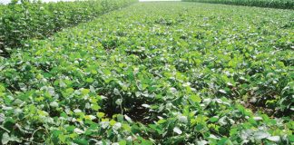Geïntegreerde gewas- en aangeplante weiding-gebaseerde lewendehawe-produksiestelsels – Deel 21: Fluweelboon (Mucuna pruriens L.)