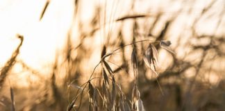 Temperatuur se effek op koring se opbrengspotensiaal