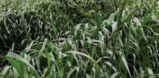 Does target-site resistance occur in weeds in barley?