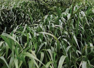 Does target-site resistance occur in weeds in barley?