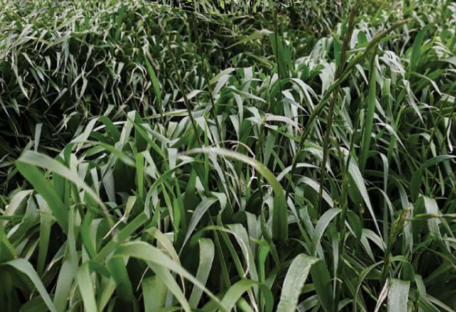 Does target-site resistance occur in weeds in barley?
