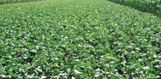 Geïntegreerde gewas- en aangeplanteweiding-gebaseerde lewendehawe-produksiestelsels – Deel 22: Akkerboon (Vigna unguiculata)