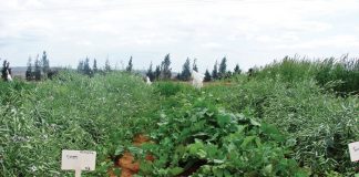 Geïntegreerde gewas-en aangeplanteweiding-gebaseerde lewendehawe-produksiestelsels – Deel 23: Raap (Brassica rapa L.)