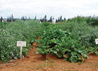 Geïntegreerde gewas-en aangeplanteweiding-gebaseerde lewendehawe-produksiestelsels – Deel 23: Raap (Brassica rapa L.)