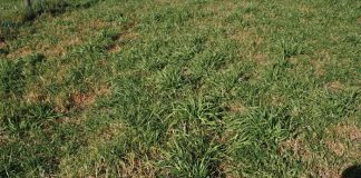 Geïntegreerde gewas-en aangeplanteweiding-gebaseerde lewendehawe-produksiestelsels – Deel 24: Eenjarige raaigras (Lolium multiflorum L.)