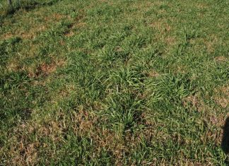 Geïntegreerde gewas-en aangeplanteweiding-gebaseerde lewendehawe-produksiestelsels – Deel 24: Eenjarige raaigras (Lolium multiflorum L.)