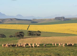 Tydigheid verhoog effektiwiteit en doeltreffendheid – 2018 Graan SA/Syngenta Graanprodusent van die Jaar